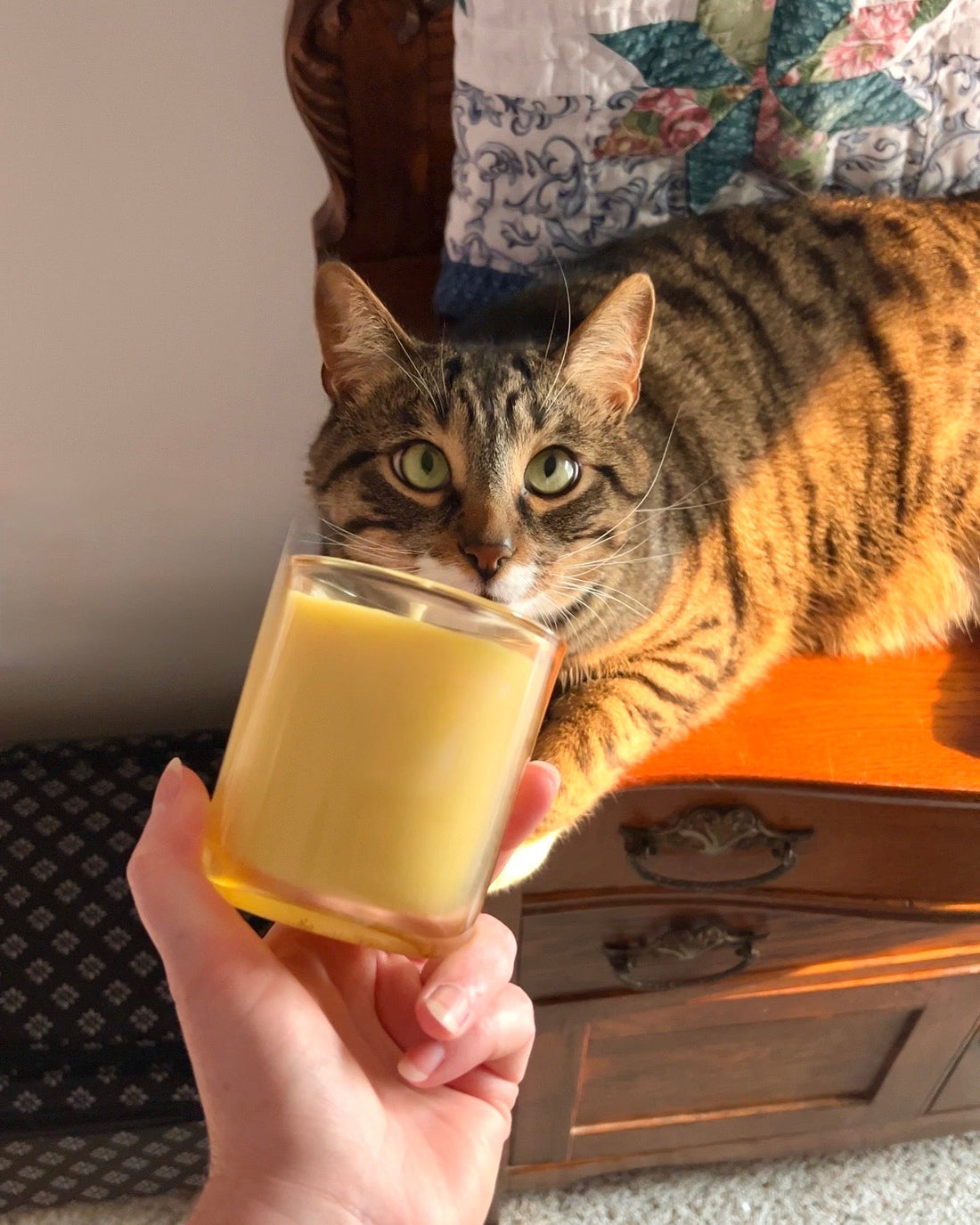 Candles and Pets: Which Ingredients Are Actually Safe (And Which to Avoid)